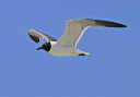 laughinggull052