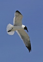 laughinggull059