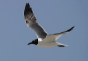 laughinggull072