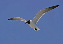 laughinggull078