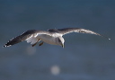 lesser_black-backed_g_196f7