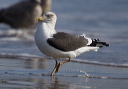 lesser_black-backed_g_196f9