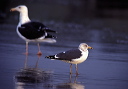 lesser_black-backed_gull1