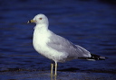 ring-billed_gull10