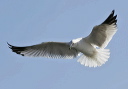 ring-billed_gull6087