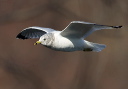 ring-billed_gull_0294