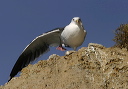 western_gull_img_7448