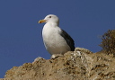 western_gull_img_7457