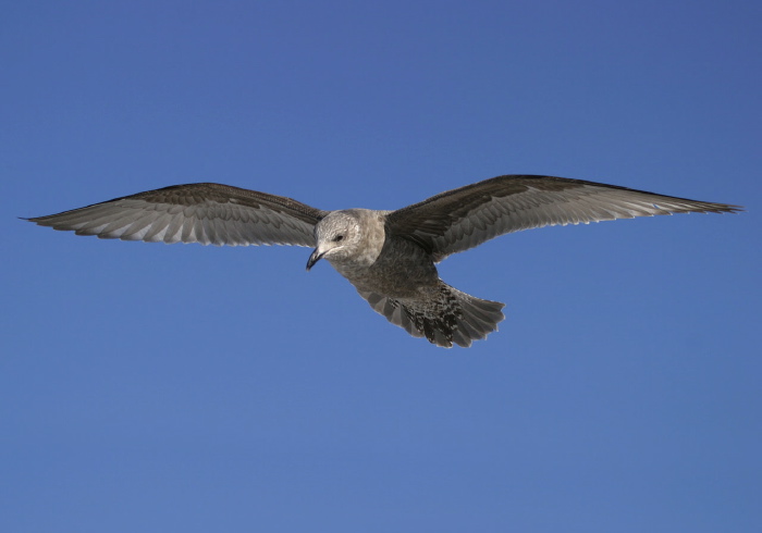 Larus argentatus Laridae