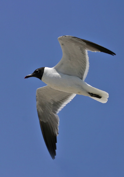 Leucophaeus atricilla Laridae