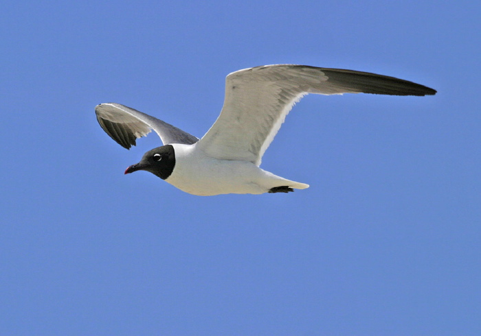 Leucophaeus atricilla Laridae