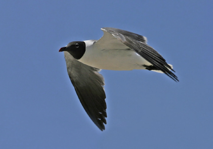 Leucophaeus atricilla Laridae