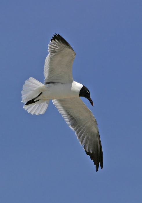 Leucophaeus atricilla Laridae