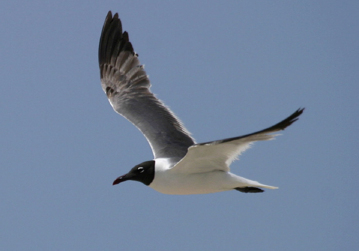 Leucophaeus atricilla Laridae