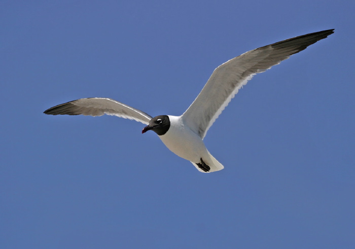 Leucophaeus atricilla Laridae
