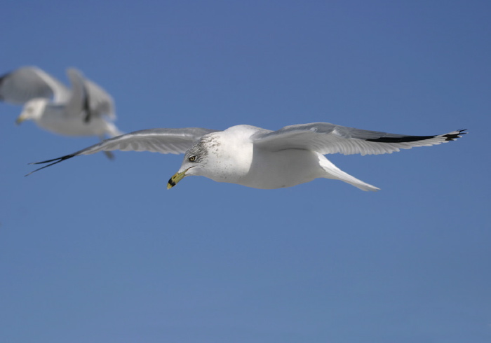 Larus delawarensis Laridae