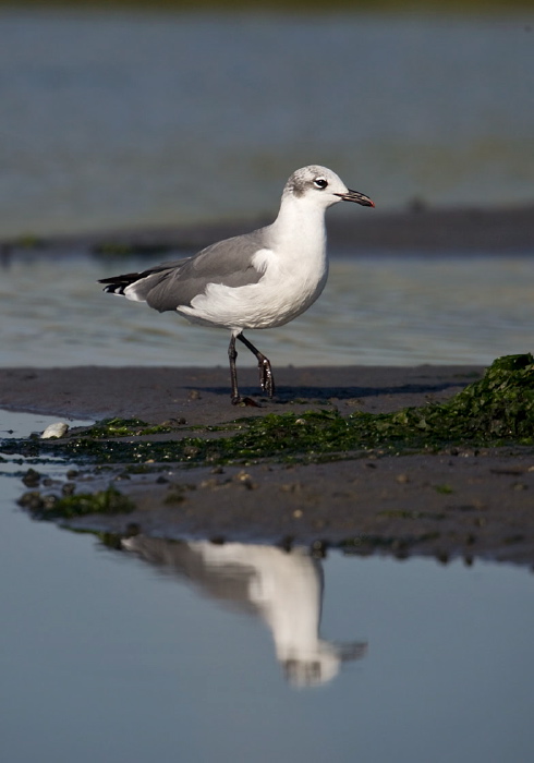 Leucophaeus atricilla Laridae