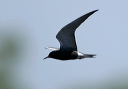 133_3317_tern