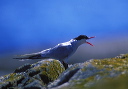 arctictern