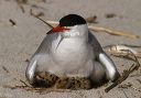common_tern61