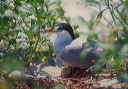 common_tern_bp_a