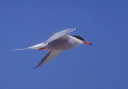common_tern_bp_b