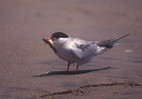 common_tern_bp_c