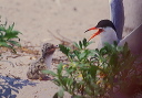 common_tern_bp_d