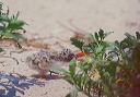 common_tern_bp_e