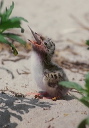 common_tern_bp_g