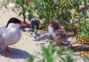 common_tern_bp_h