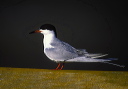 forsterstern