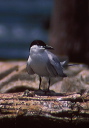 gull-billed_tern1