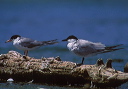 gull-billed_tern2