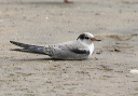 img_2391_tern