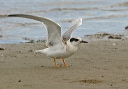img_2427_tern