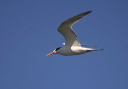 img_2787_tern