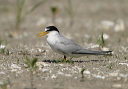 img_4458_tern