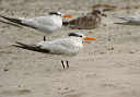img_4625_tern