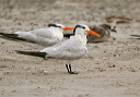 img_4627_tern