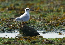 img_4927_tern
