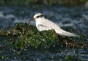 img_4944_tern