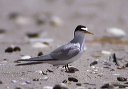 least_tern