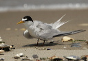 least_tern_0478