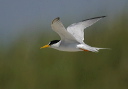 leasttern78