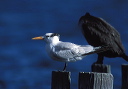 royal_tern