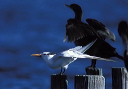 royal_tern2