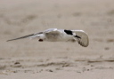 tern_img_4632