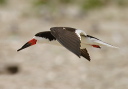 black_skimmer40p