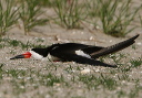 black_skimmer414